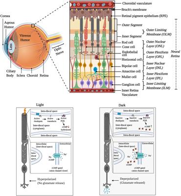 Flavins Act as a Critical Liaison Between Metabolic Homeostasis and Oxidative Stress in the Retina